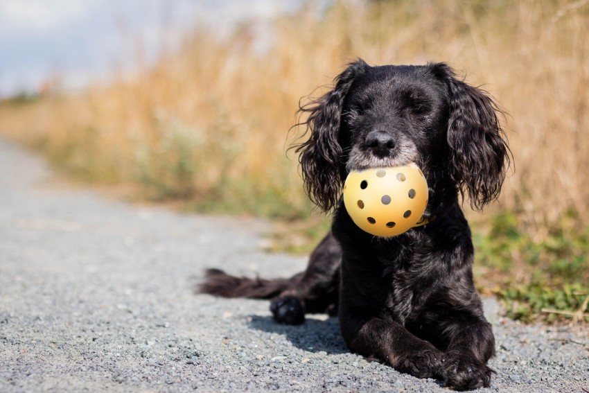 Ball for blind store dog