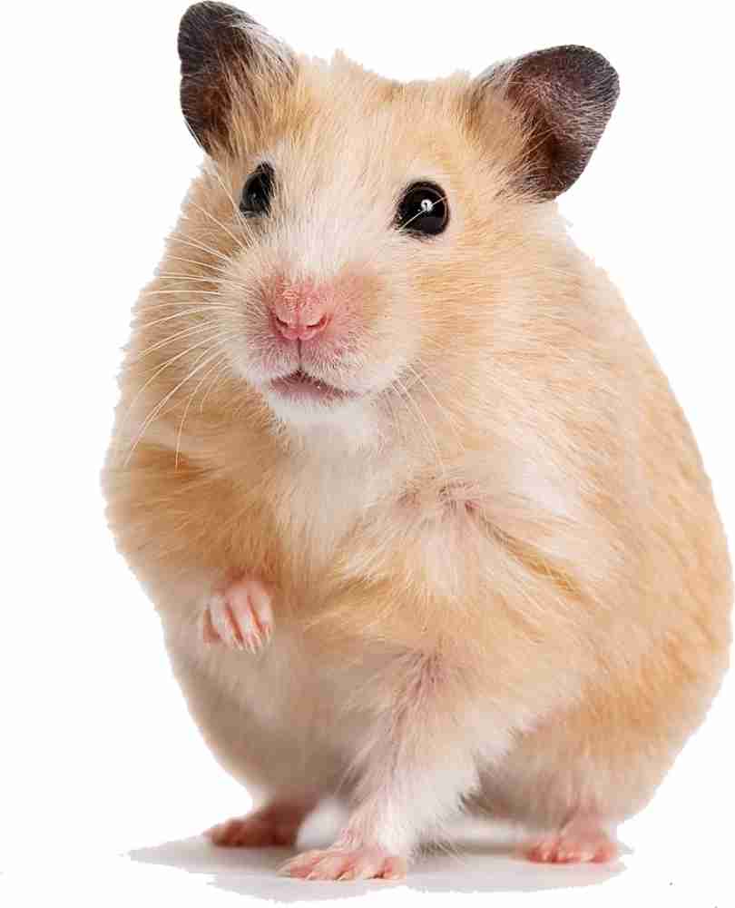 How to Care for a Pet Syrian Hamster