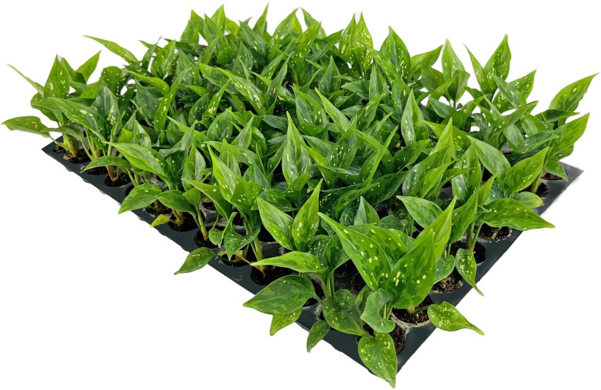 SAGE Agriculture/Garden Plastic Seed Germination Seedling Tray