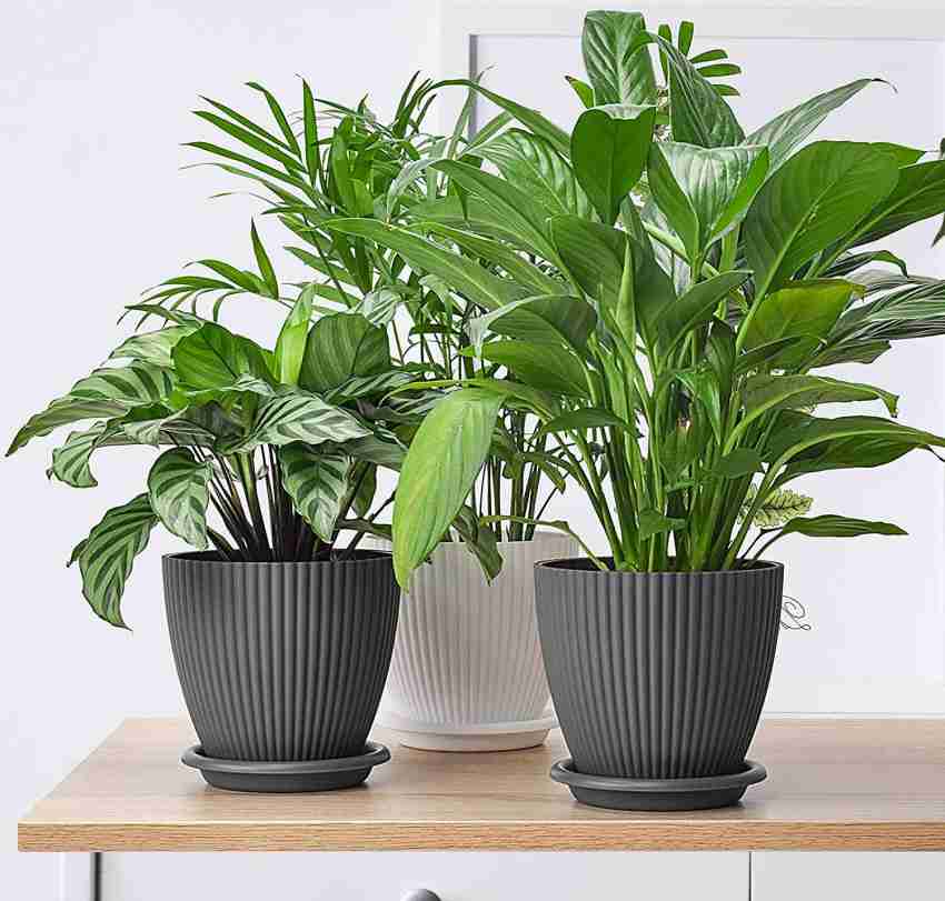 Lishonn Round Flower Pots for Home Planters, Terrace, Garden Etc  Home  Indoor & Outdoor Plant Container Set Price in India - Buy Lishonn Round  Flower Pots for Home Planters, Terrace, Garden