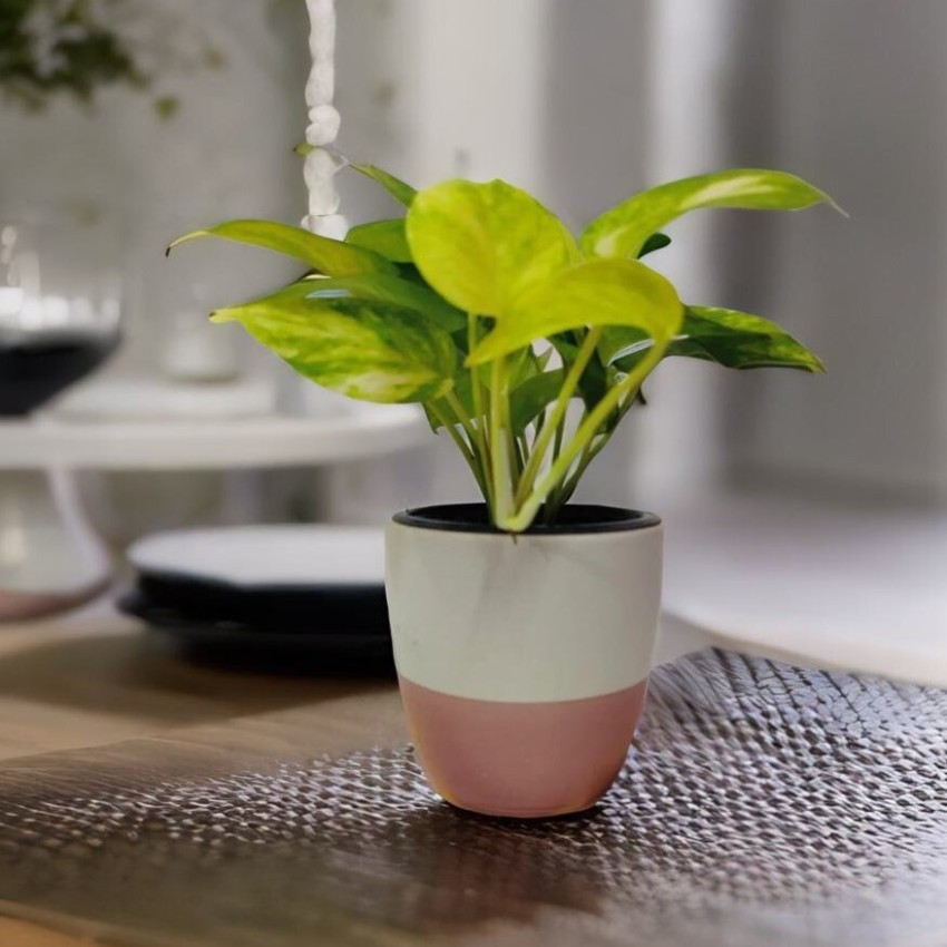 https://rukminim2.flixcart.com/image/850/1000/xif0q/plant-container-set/v/6/x/1-small-white-and-pink-pot-homefrills-original-imagq2ppyufqfvpn.jpeg?q=90