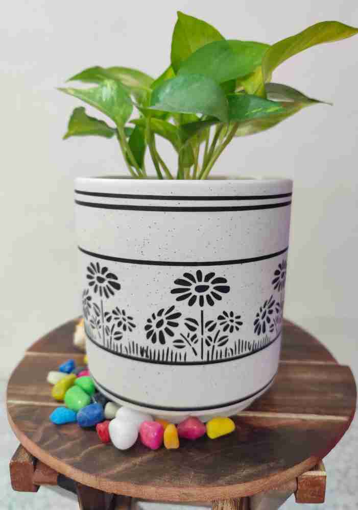 HomeFrills Medium Matte Finish White Ceramic planter Pot with