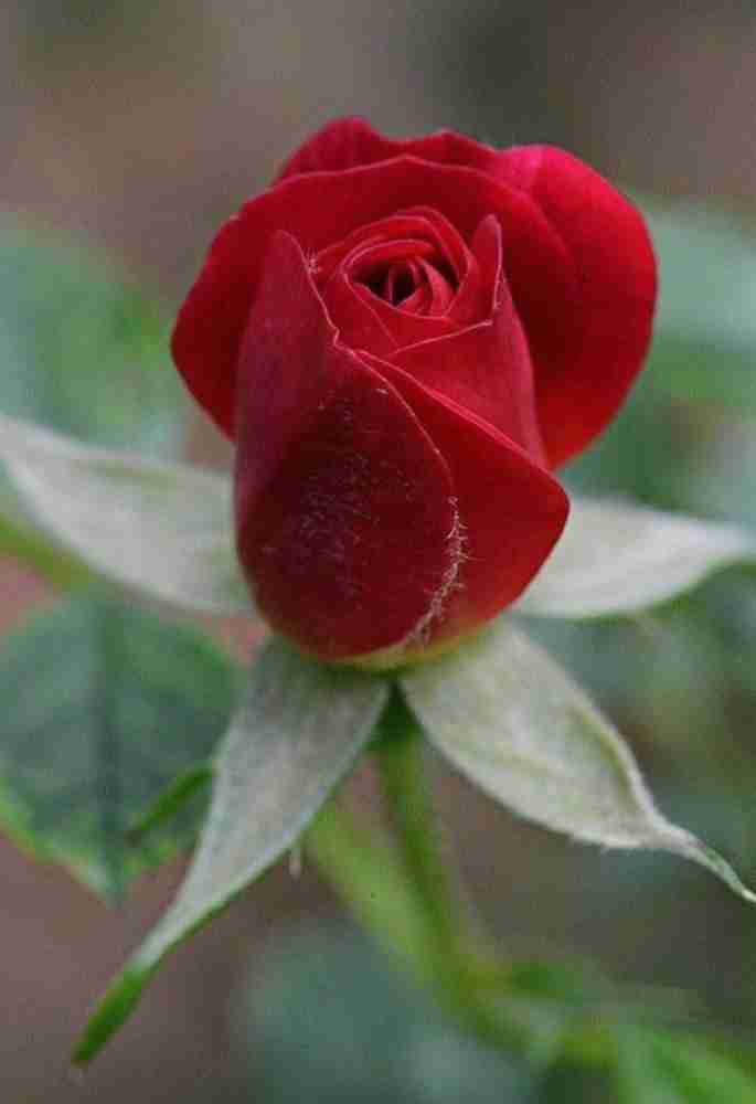 Buy Red Romantic Roses – Rose Farmers
