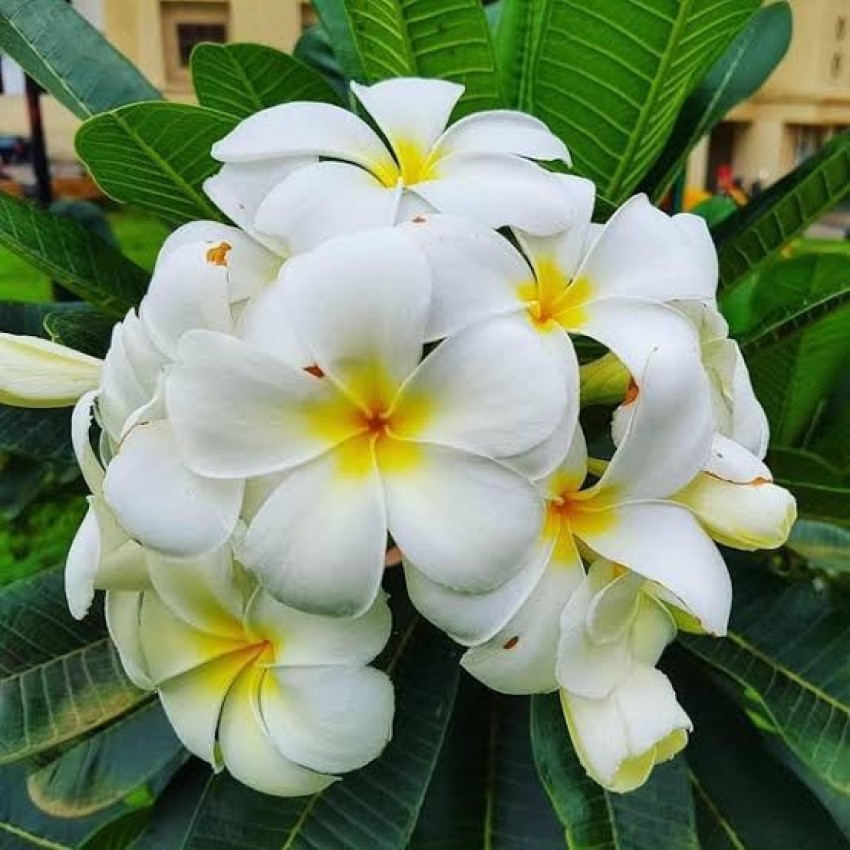 Chapa Axotic Plumeria Plant Price in India - Buy Chapa Axotic Plumeria  Plant online at Flipkart.com