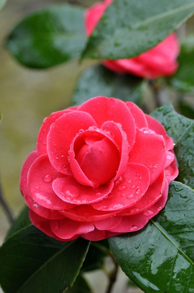 11+ Red Flower Camellia