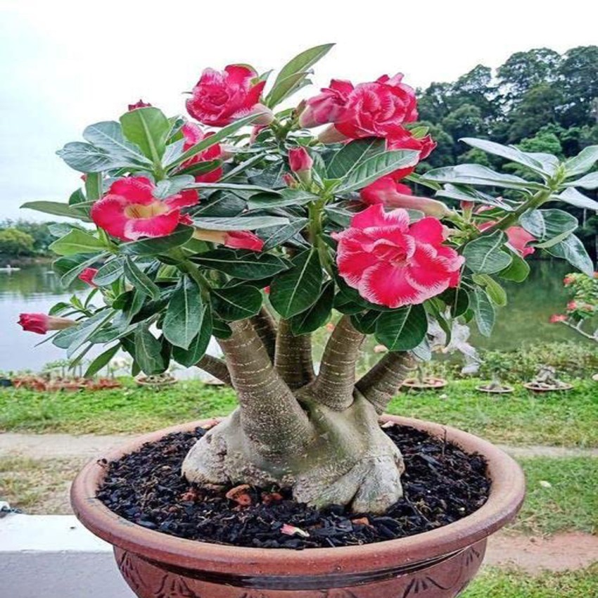 Adenium Adenium - Flowering Desert Roses - Set of 2