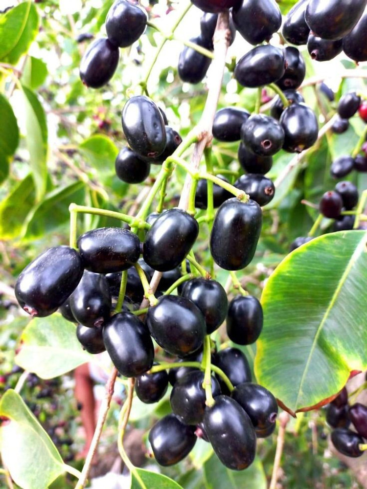 Java Plum Seeds Buy ONLINE PLANT BAZAR BLACK JAMUN/JAVA PLUM/KALA JAM