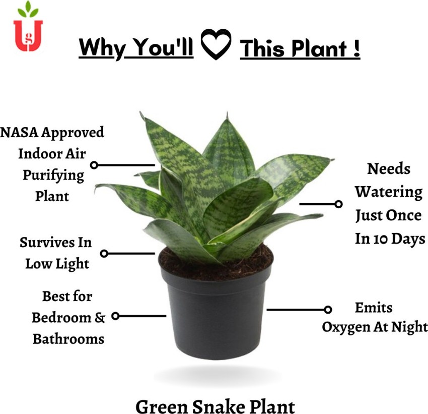 Snake on sale plant nasa