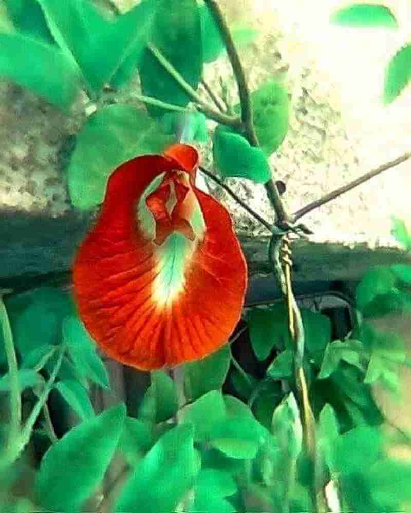 Red aparajita hot sale flower