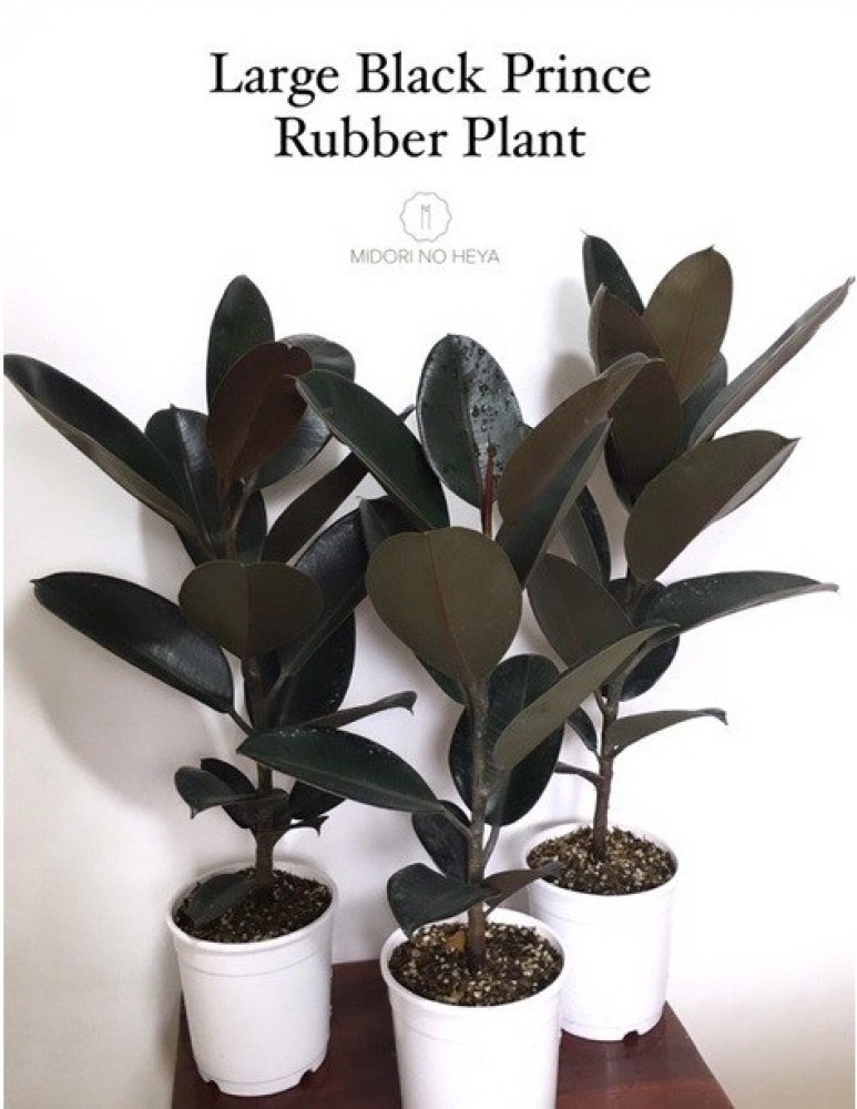 Cloud Farm Live Rubber Plant/Black Prince Rubber Plant for Indoor