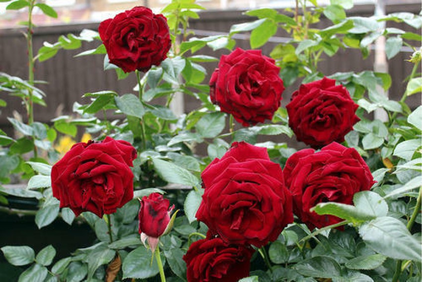 XOLDA Red Rose Seed Price in India - Buy XOLDA Red Rose Seed online at
