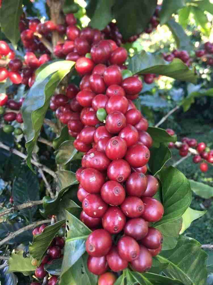 Coffee tree discount