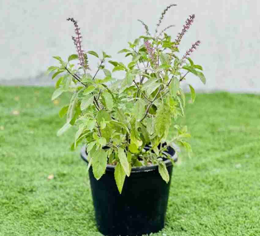 NEW DEBNATHNURSERY Tulsi Plant Price in India Buy NEW