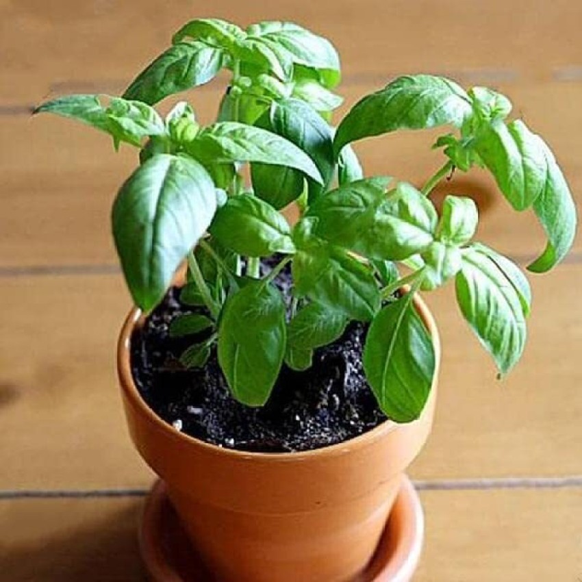 Dream mall Basil Plant Price in India Buy Dream mall Basil Plant