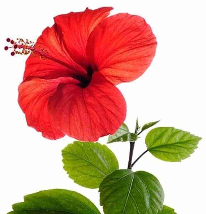 Red hibiscus shop