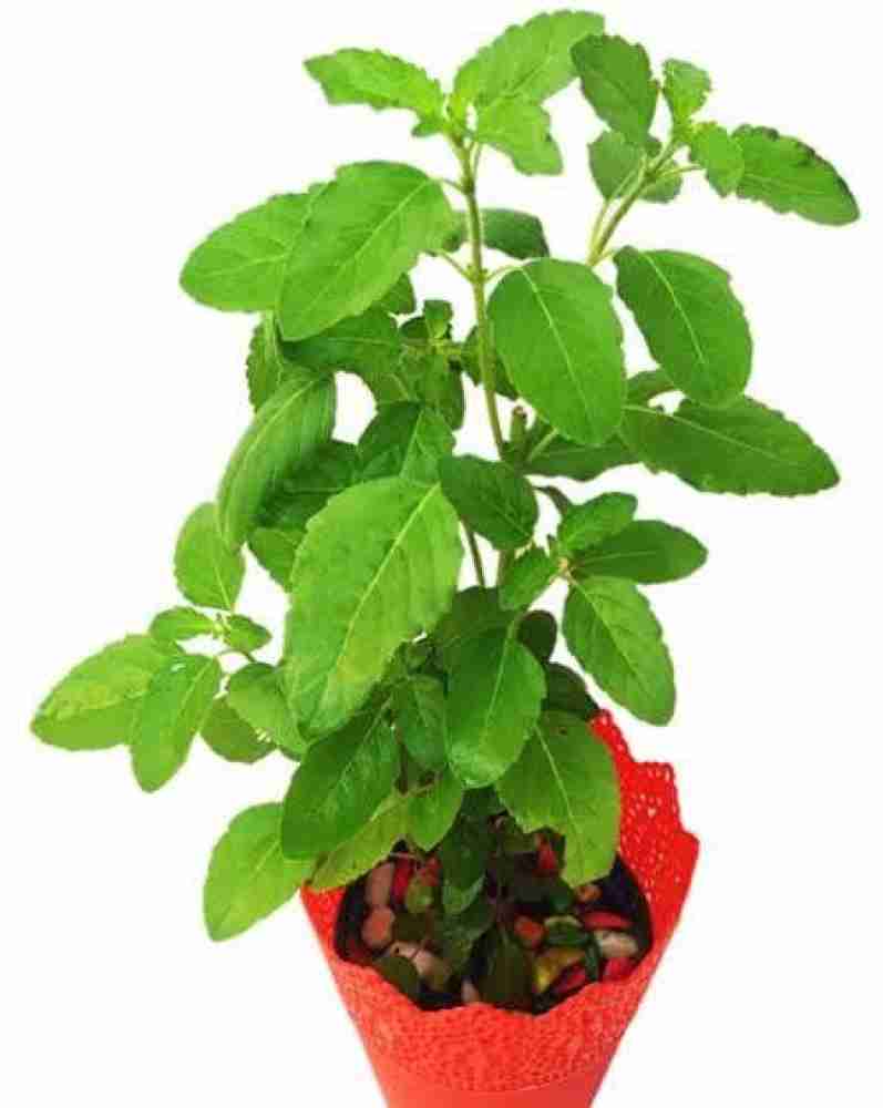 kpl Tulsi Plant Price in India Buy kpl Tulsi Plant online at