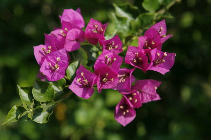 Bougainvillea Losing Leaves Common Reasons And How To Fix
