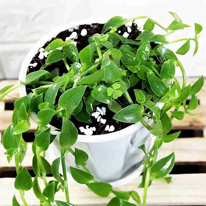 Basket plant outlet