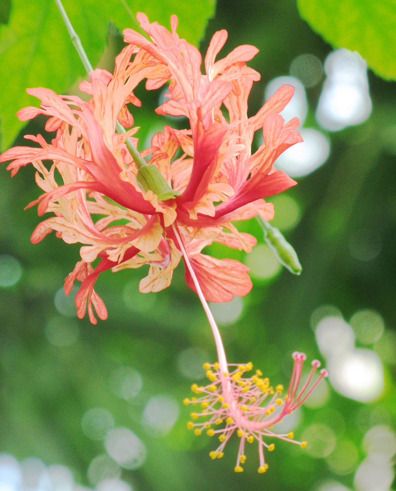 Jaswand flower discount