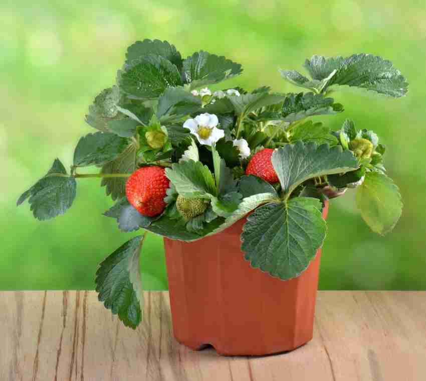 Plants tree save life Strawberry Plant Price in India Buy Plants tree save life Strawberry Plant online at Flipkart