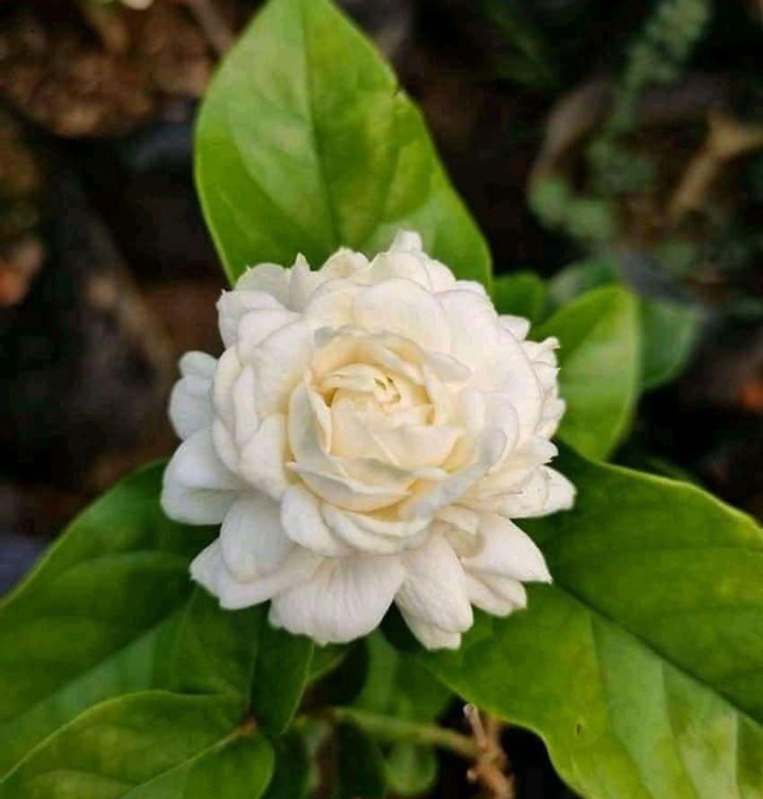 Mogra flower discount