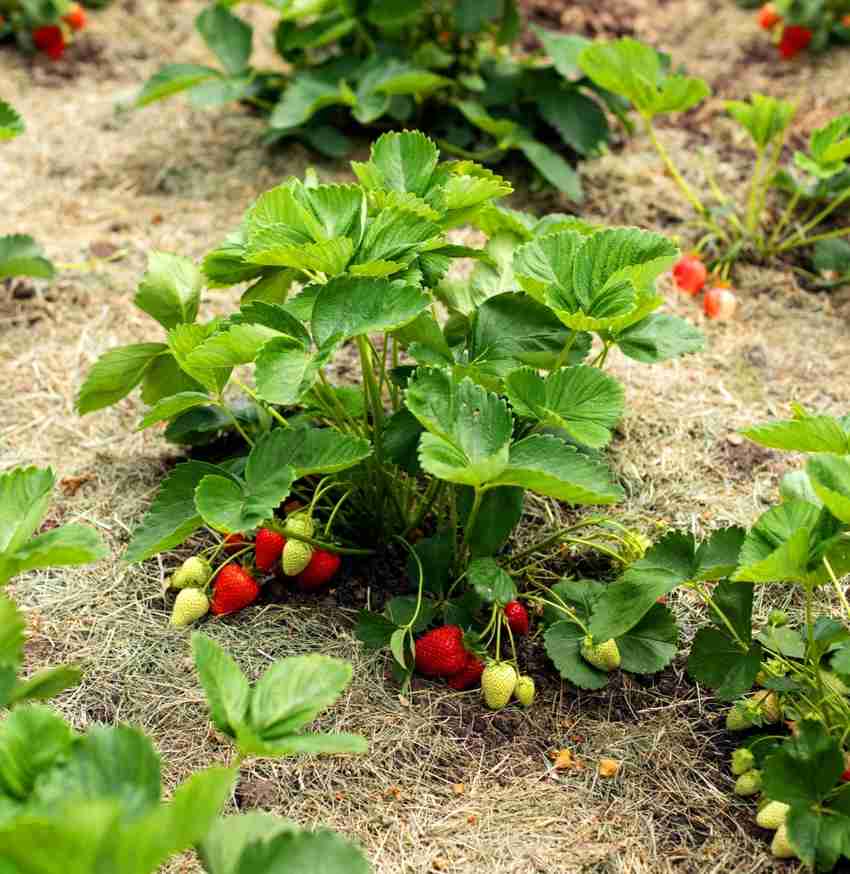 Organic Strawberry Farming In The Philippines , 44 OFF