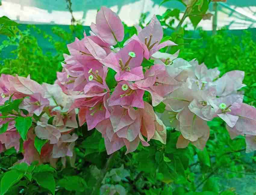 Bougainvillea Losing Leaves Common Reasons And How To Fix