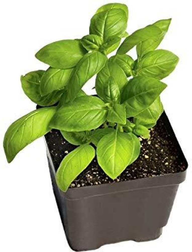 Dream mall Basil Plant Price in India Buy Dream mall Basil Plant