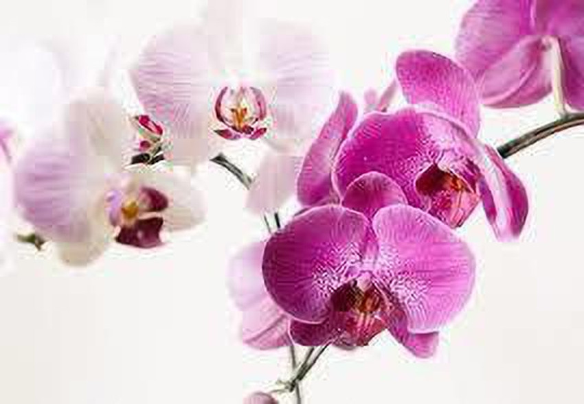 Angel orchid sale