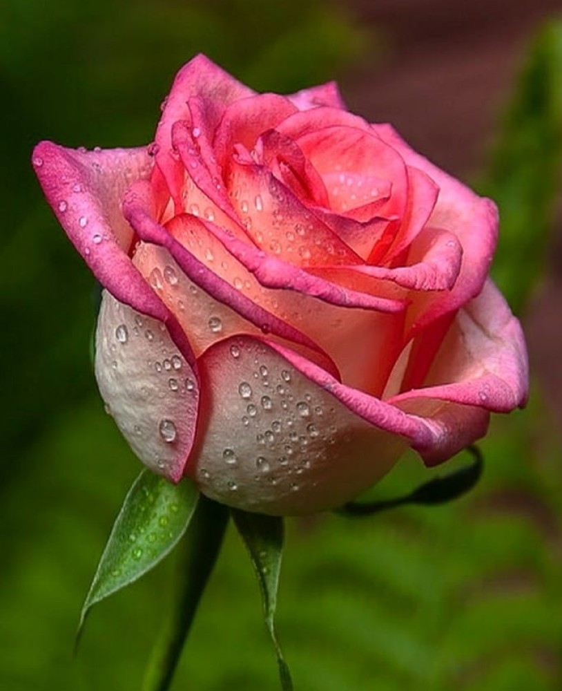 Light pink colour deals rose