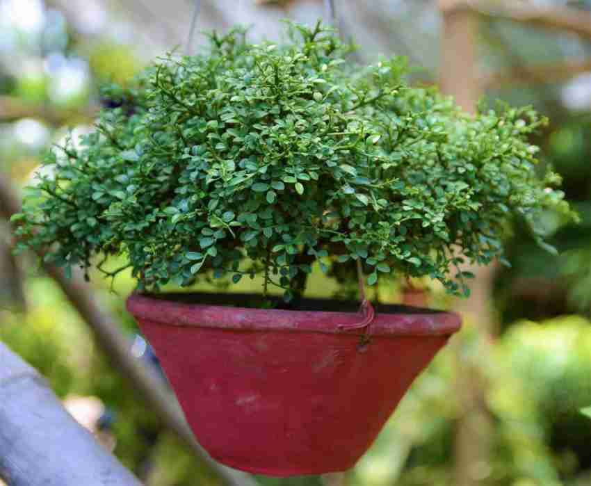 Table kamini deals plant online