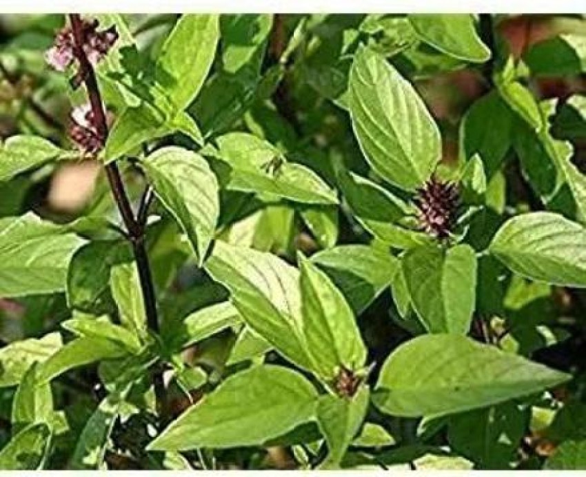 V K Global Sweet Basil Plant Price in India Buy V K Global Sweet