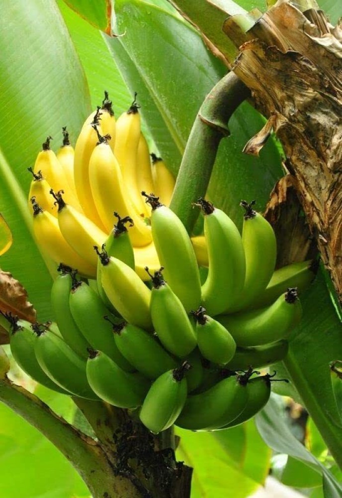 ripe banana tree plant
