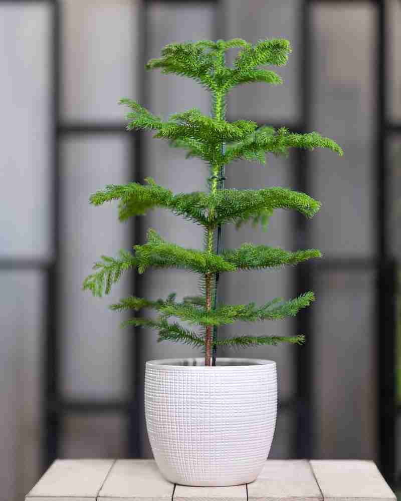 Cloud Farm Christmas Tree Plant Price in India Buy Cloud Farm