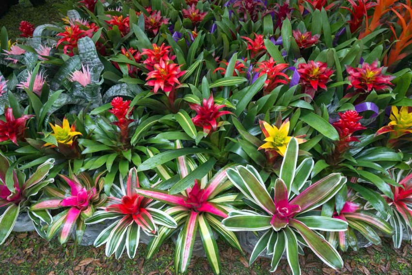 Bromelia plant deals