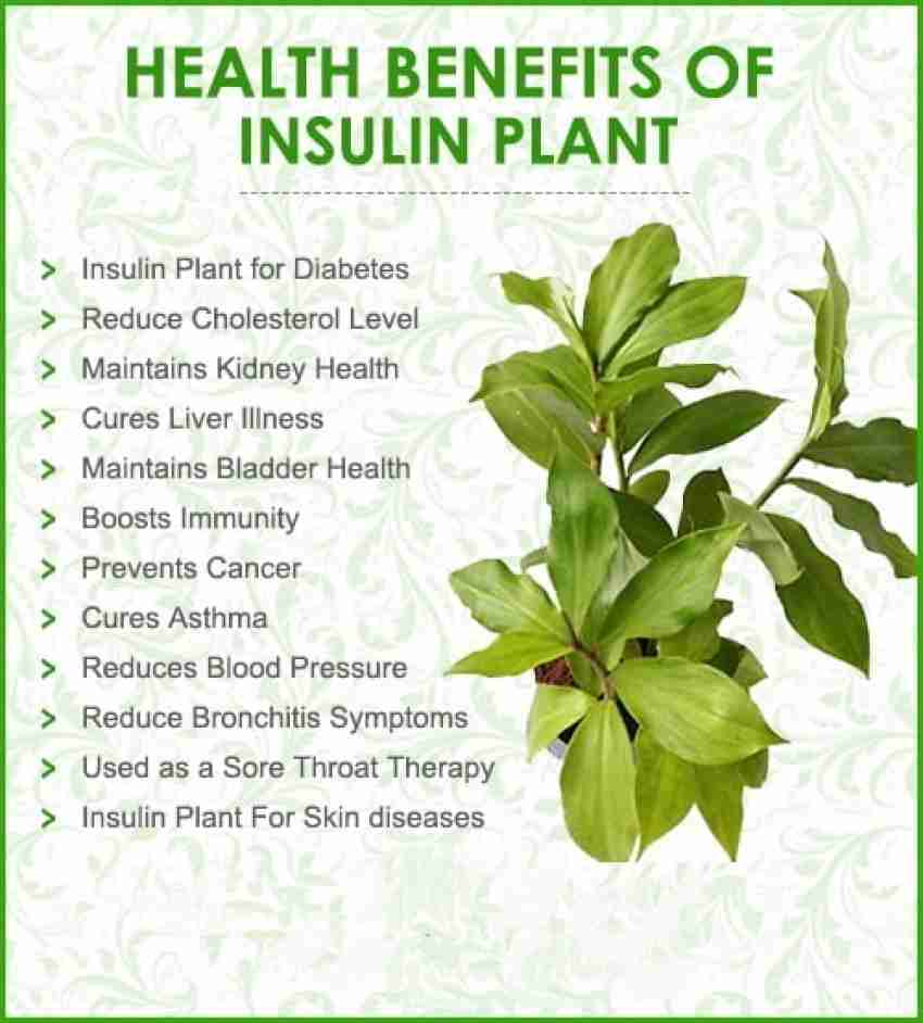 AloGardening Insulin Plant Price in India - Buy AloGardening