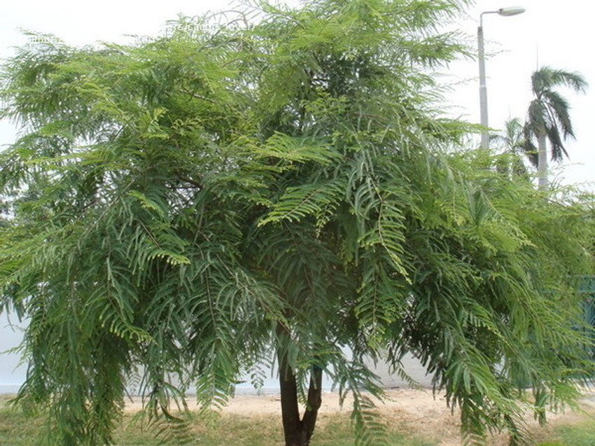 ABEFARIYA Amla Plant Price in India Buy ABEFARIYA Amla Plant online at Flipkart
