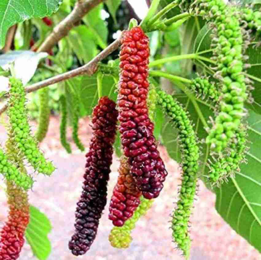 Thai mulberry discount