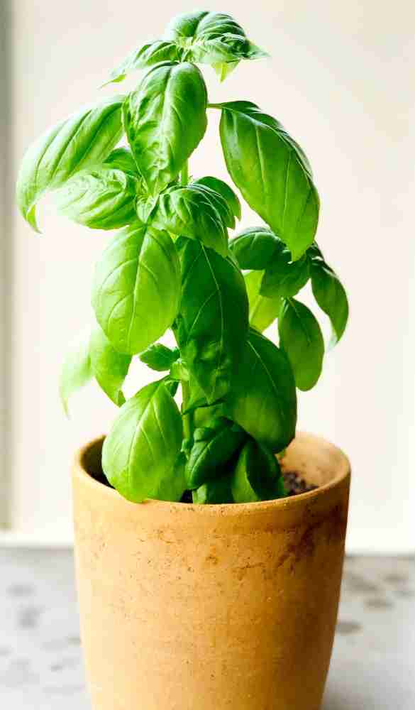 ABC Italian Basil Herb Plant Price in India Buy ABC Italian