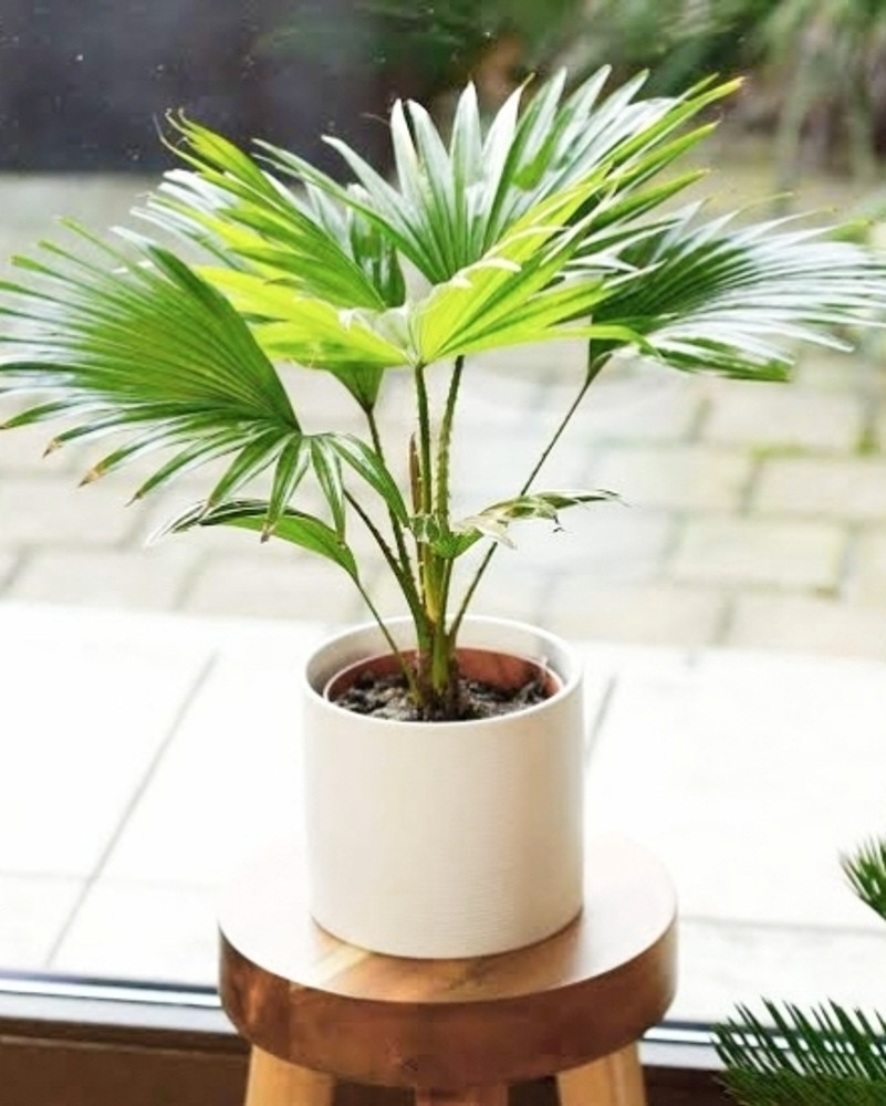 Table 2025 palm plant