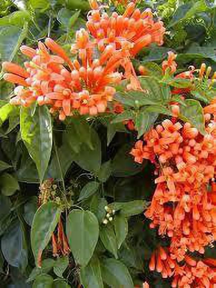 Ukanda Begonia Vanusta Plant Price in India - Buy Ukanda Begonia