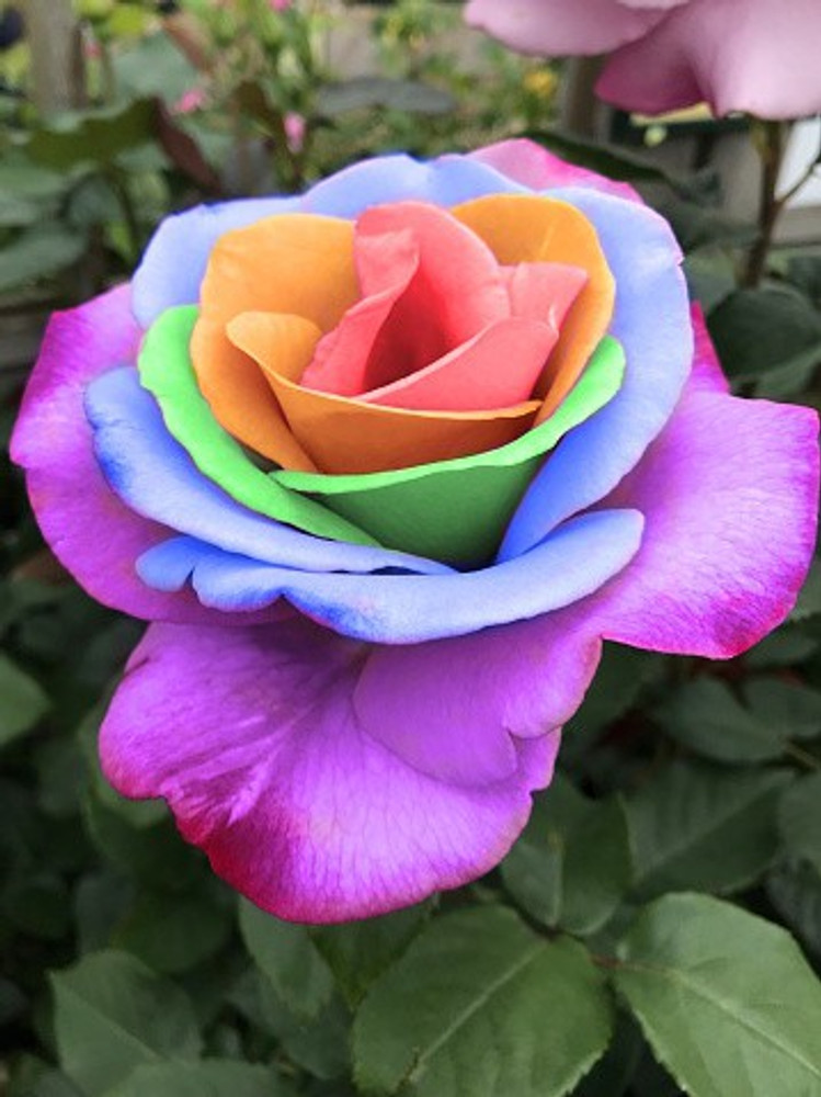 Ch rose outlet