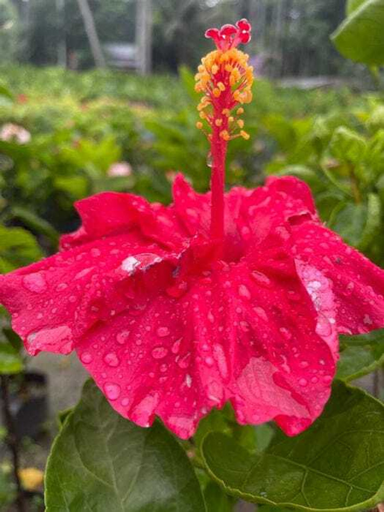 GISLENUS Hibiscus Plant Price in India - Buy GISLENUS Hibiscus Plant online at Flipkart.com GISLENUS Hibiscus Plant Price in India - Buy GISLENUS Hibiscus Plant online at Flipkart.com