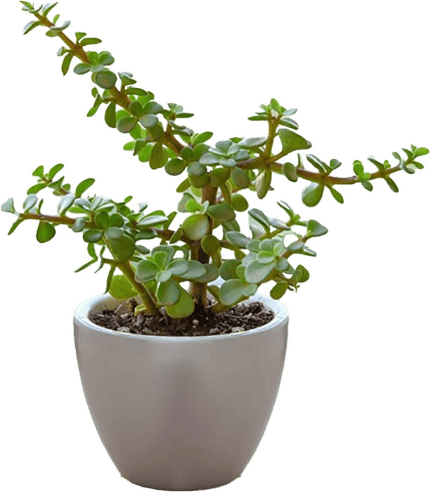 Jade Money Plant