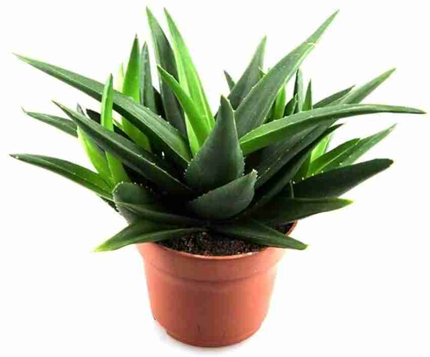 AloGardening Aloe Vera Plant Price in India - Buy AloGardening Aloe Vera  Plant online at Flipkart.com