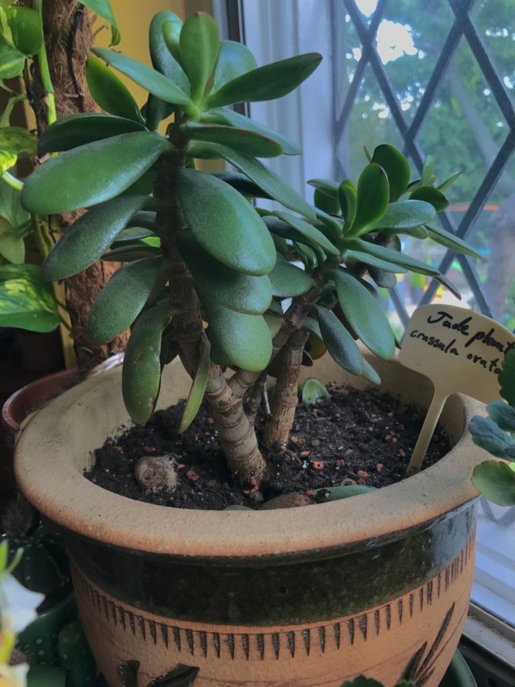 What's Wrong With My Jade Plant? R/houseplants, 49% OFF