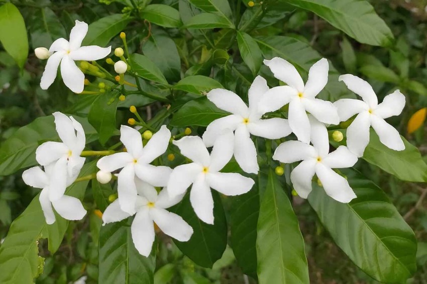 Jasmine Care: How to Plant, Grow, and Care for Jasmine Flowers