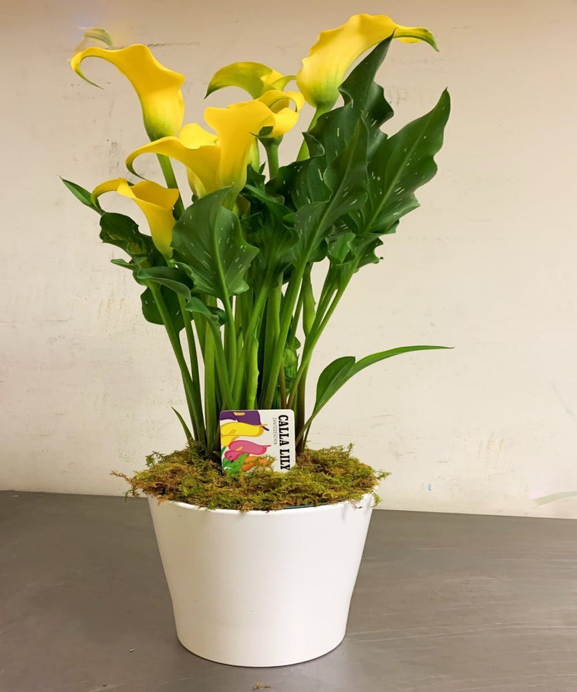 Peace lily price deals