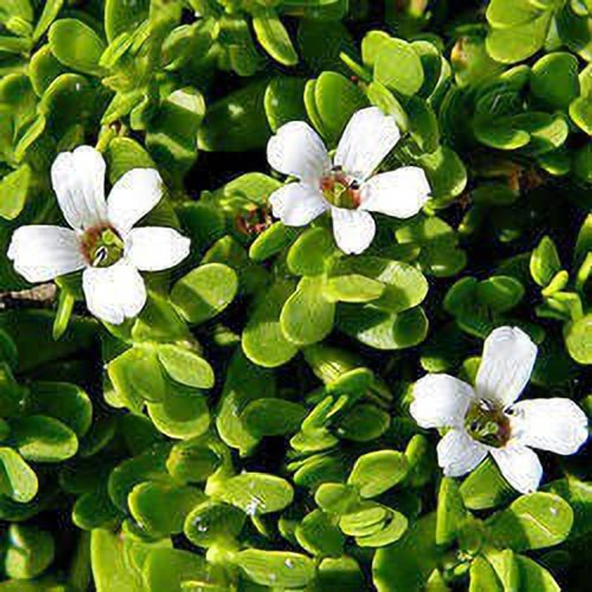 Baishnab Bacopa Monnieri Price in India - Buy Baishnab Bacopa Monnieri  online at Flipkart.com