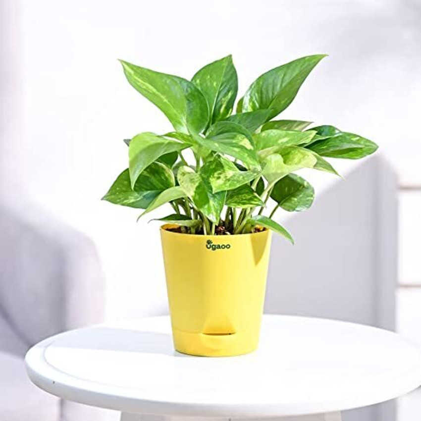 Money plant on store table